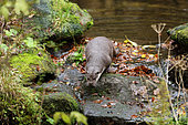 River otter (Lutra lutra) male going out of the water, Bayerischer Wald, Bavaria, Germany
