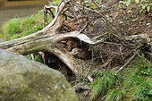 River otter (Lutra lutra) at the entrance of its burrow, Bayerischer Wald, Bavaria, Germany