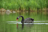 Black swan (Cygnus atratus) on a pond, Alsace, France. Livestock specimen that came back to wildness