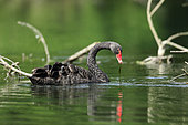 Black swan (Cygnus atratus) on a pond, Alsace, France. Livestock specimen that came back to wildness