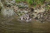 River otters (Lutra lutra) young playing in the water, Bayerischer Wald, Bavaria, Germany