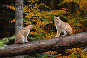Eurasian lynx(Lynx lynx) on a fallen trunk, Bayerischer Wald, Bavaria, Germany