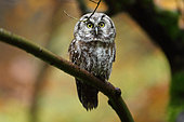 Tengmalm's Owl (Aegolius funereus) young on a branch, Bayerischer Wald, Germany