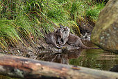 River otters (Lutra lutra) young playing on the waterfront, Bayerischer Wald, Bavaria, Germany