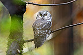 Tengmalm's Owl (Aegolius funereus) young on a branch, Bayerischer Wald, Germany