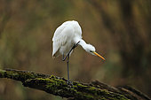 Great egret (Egretta alba) grooming on a dead branch in a Rhine backwater, Alsace, France