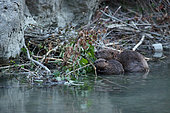 European Beaver (Castor fiber) with young eating branches in front of lodge in a river, Hautes-Alpes, France