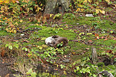 Eurasian otter (Lutra lutra) wiping and drying the coat after fishing. Bayerischer Wald. Germany