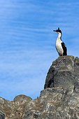 King Shag (Phalacrocorax atriceps) on a rock, Island in the Beagle Channel, Tierra del Fuego, Argentina