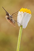 The Large Bee-fly, Bombylius major, is a bee mimic. The eggs are flicked by the adult female toward the entrance of the underground nests of solitary bees and wasps. After hatching, the larvae find their way into the nests to feed on the grubs..