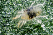 A spider mite on a cannabis sativa leaf. Spider mites are members of the Acari (mite) family Tetranychidae, which includes about 1,200 species. They generally live on the undersides of leaves of plants, where they may spin protective silk webs, and they can cause damage by puncturing the plant cells to feed.Spider mites are known to feed on several hundred species of plants.
