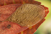 Detail of the golden wings of a Bug (Haploprocta sulcicornis)
