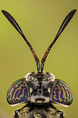 Black soldier flies are common and widespread fly of the family Stratiomyidae. Neither the larvae nor adults are considered pests or vectors. Instead, black soldier fly larvae play a similar role to that of redworms as essential decomposers in breaking down organic substrates and returning nutrients to the soil/environment.