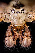 Pholcidae, commonly known as cellar spiders, are a spider family in the suborder Araneomorphae. The family contains about 1500 species divided into about 80 genera.