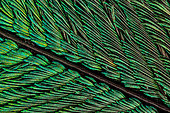 Peacock tail feathers are pigmented brown, but their microscopic structure makes them also reflect blue, turquoise, and green light, and they are often iridescent.