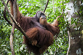 Sumatran Orangutan (Pongo abelii) male in tree, Gunung Leuser National Park, Sumatra, Indonesia
