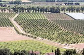 Cultivation of Plum d'ente for the production of prunes from Agen, Lafitte-sur-Lot and Granges-sur-Lot, Lot-et-Garonne, Aquitaine, France