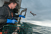 Lobsterman returns undersized lobster to the sea, Yarmouth, Casco Bay