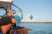 Lobsterman throws back illegal lobster, Yarmouth, ME