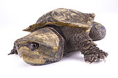Big-headed turtle (Platysternon megacephalum) on white background