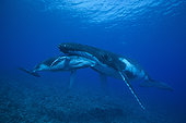 Humpback Whale (Megaptera novaeangliae) mother and calf sleeping in shallow tropical waters, Rurutu Island, Austral Islands, French Polynesia