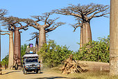 Baobab Alley near Morondava, Madagascar