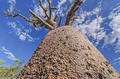Grandidier’s Baobab (Adansonia Grandidieri), Bark, Madagascar