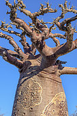 Small Grandidier’s Baobab (Adansonia Grandidieri), Baie des Assassins, Madagascar