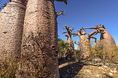 Small Grandidier’s Baobab (Adansonia Grandidieri), Baie des Assassins, Madagascar