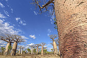 Baobab (Adansonia grandidieri), Dry forest, Madagascar