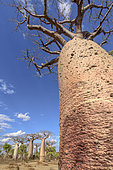 Baobab (Adansonia grandidieri), Dry forest, Madagascar