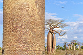 Baobab (Adansonia grandidieri), Dry forest, Madagascar