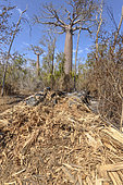Baobab (Adansonia grandidieri), Deciduous dry forest of Kirindy Mitea, Madagascar