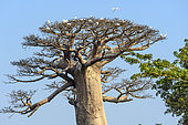 Herons at rest on Baobab (Adansonia grandidieri), Madagascar