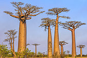 Baobab Alley near Morondava, Madagascar