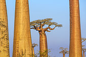 Baobab Alley near Morondava, Madagascar