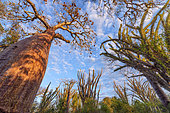 Baobab (Adansonia rubrostipa) in dry forest, Region of Ifaty, Madagascar