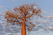 Baobab (Adansonia rubrostipa) and its fruit, Ifaty region, Madagascar