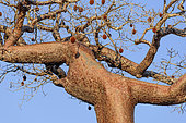 Baobab (Adansonia rubrostipa) and its fruit, Ifaty region, Madagascar