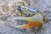 Fiddler crab (Uca sp), Mangrove of Belo sur mer, Southwestern coast of Madagascar, south of Morondava