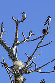 Couple of Chabert's vanga (Leptopterus chabert) on a baobab (Adansonia grandidieri) in off-season flowers, Assassins Bay, Madagascar