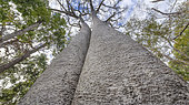 Baobab (Adansonia za), Zombitse Reserve, Madagascar