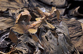Dry-leaf stick insect