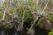 American Anhinga (Anhinga anhinga), Everglades National Park, Florida