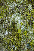 Cicada on moss and lichen, Kinabalu, Borneo, Malaysia