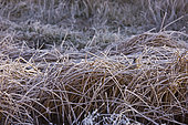 Eurasian tree sparrow (Passer montanus)in winter, Laguna of Gallocanta, Aragon, Spain