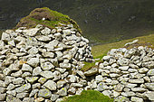 Northern Fulmar (Fulmarus glacialis) nesting, Village Bay, St Kilda, Outer Hebrides. Scotland, UK
