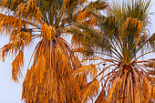 Bird on palm tree