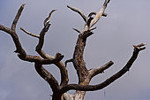 Darter (Anhinga melanogaster) on a dead tree at dusk