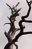 Darter (Anhinga melanogaster) on a dead tree at dusk